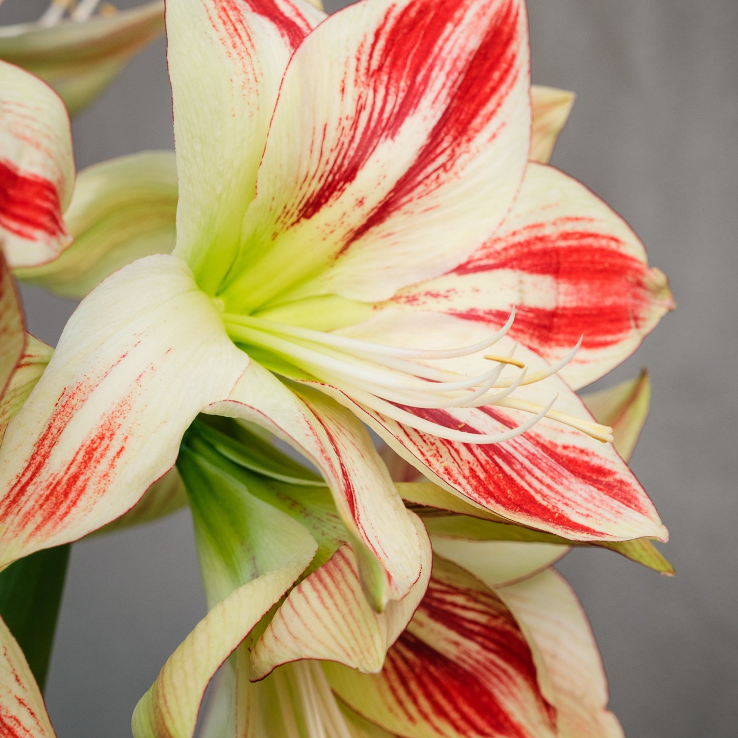 Bespoke Piece- Winter Amaryllis