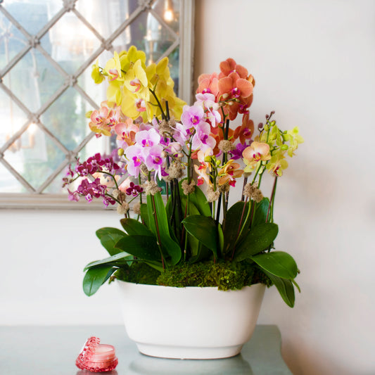 A Burst of Color