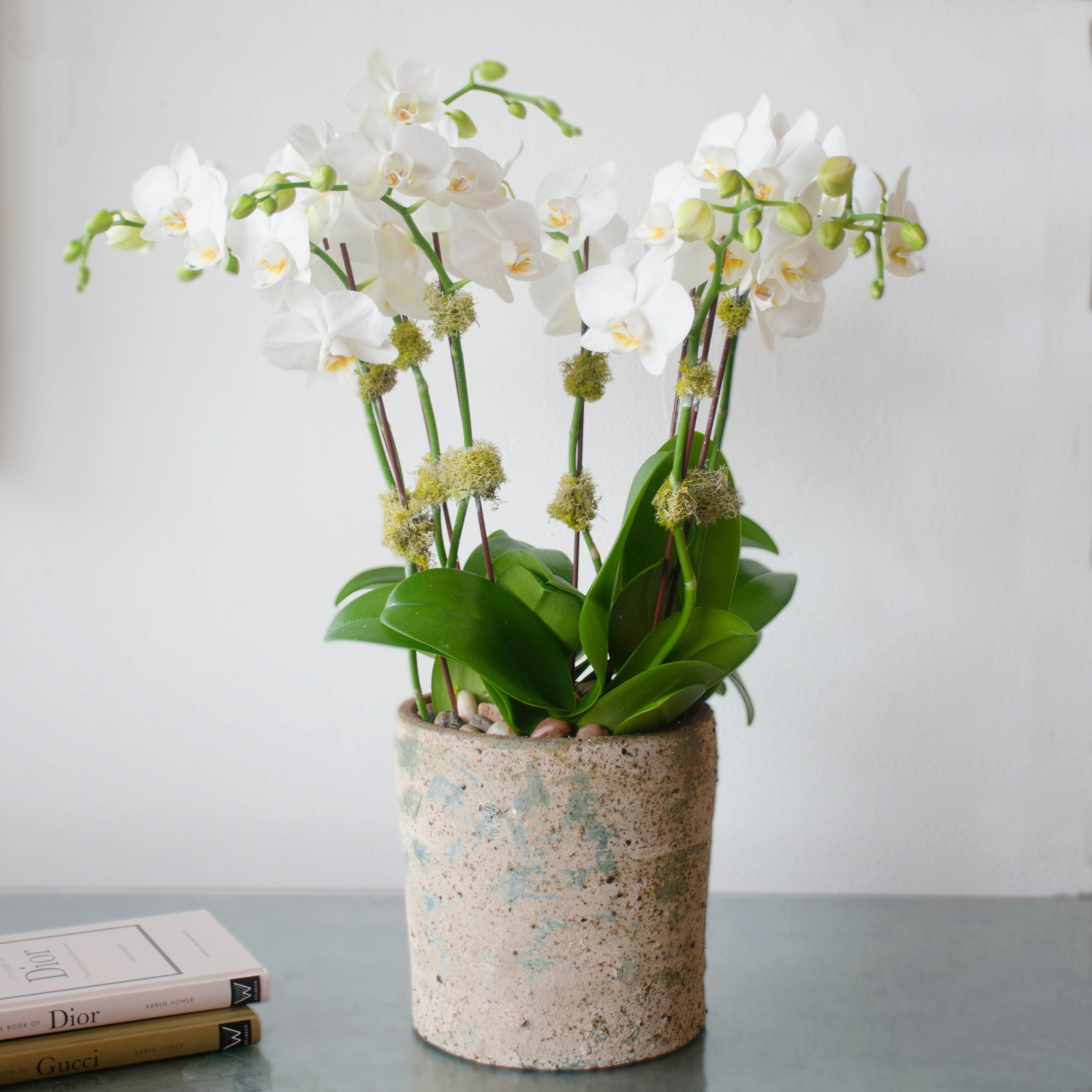 gucci plant pot Whispering Stone Orchids – Empty Vase