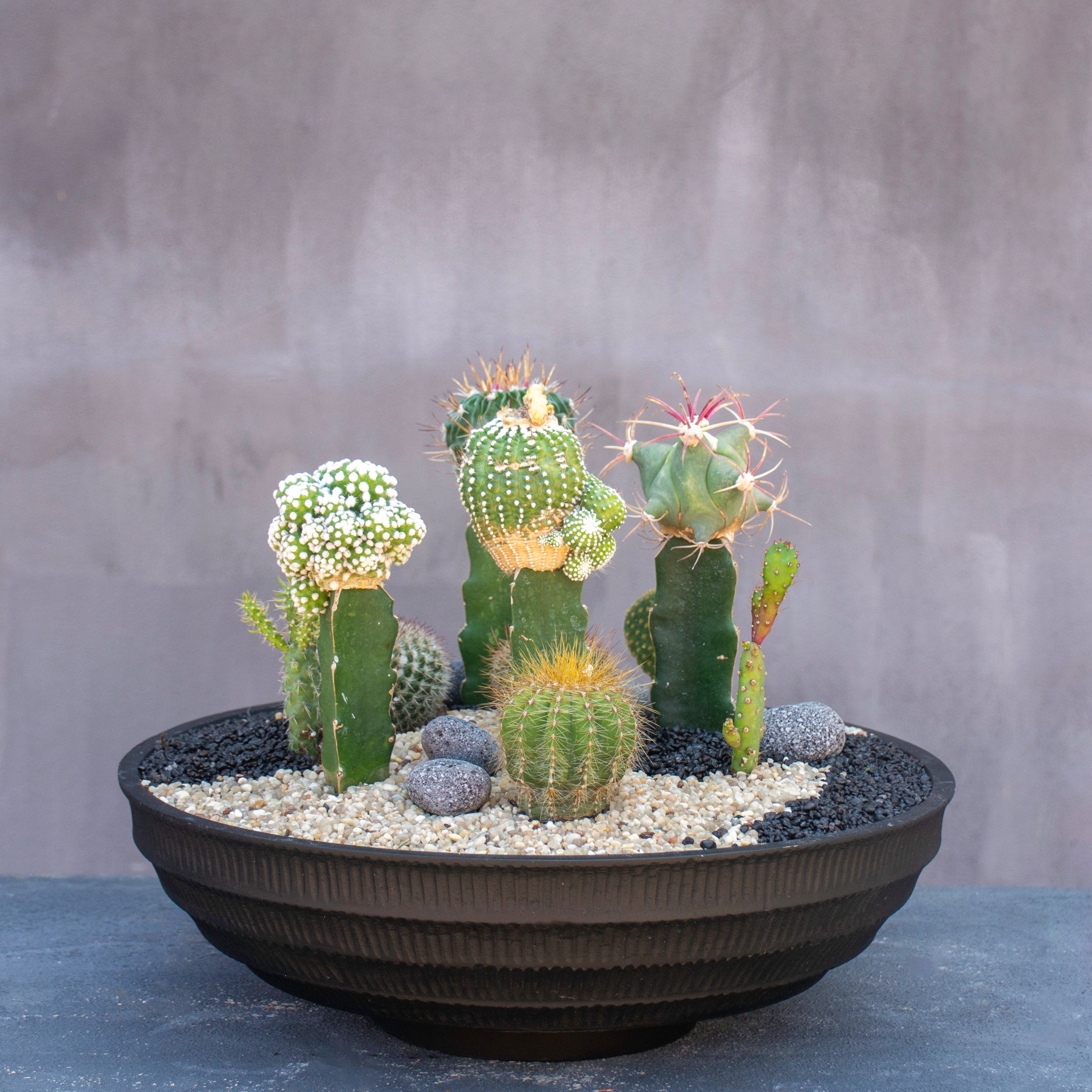 Desert Garden – Empty Vase