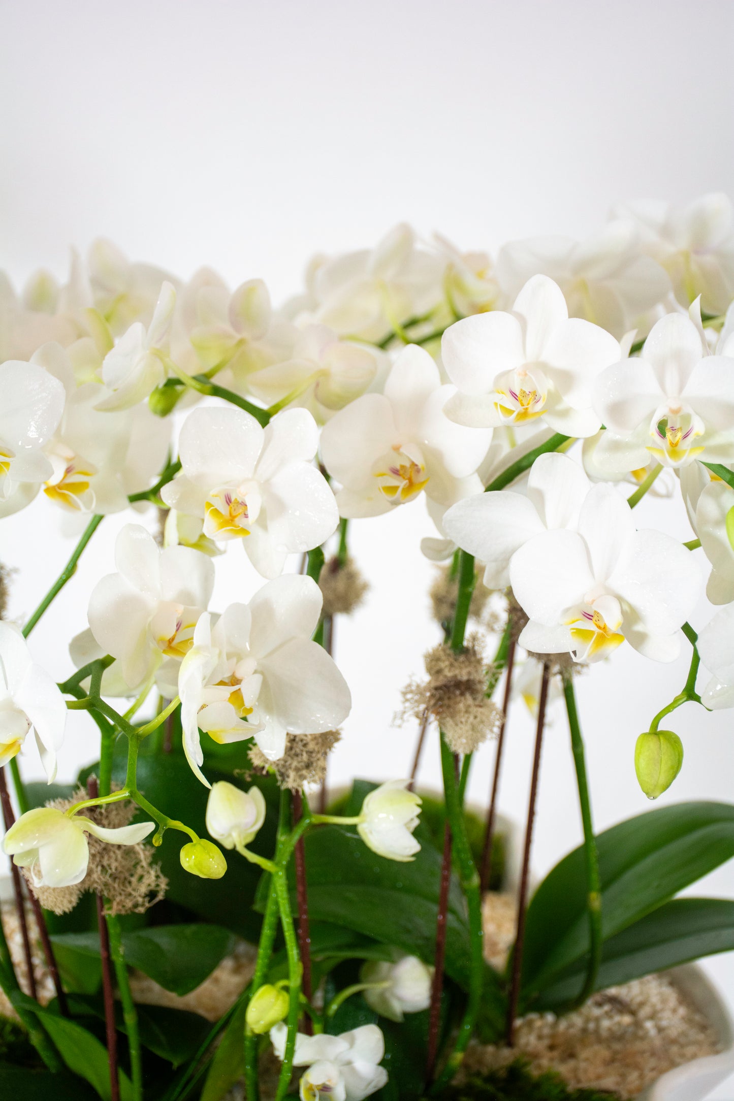 Harmony Orchids