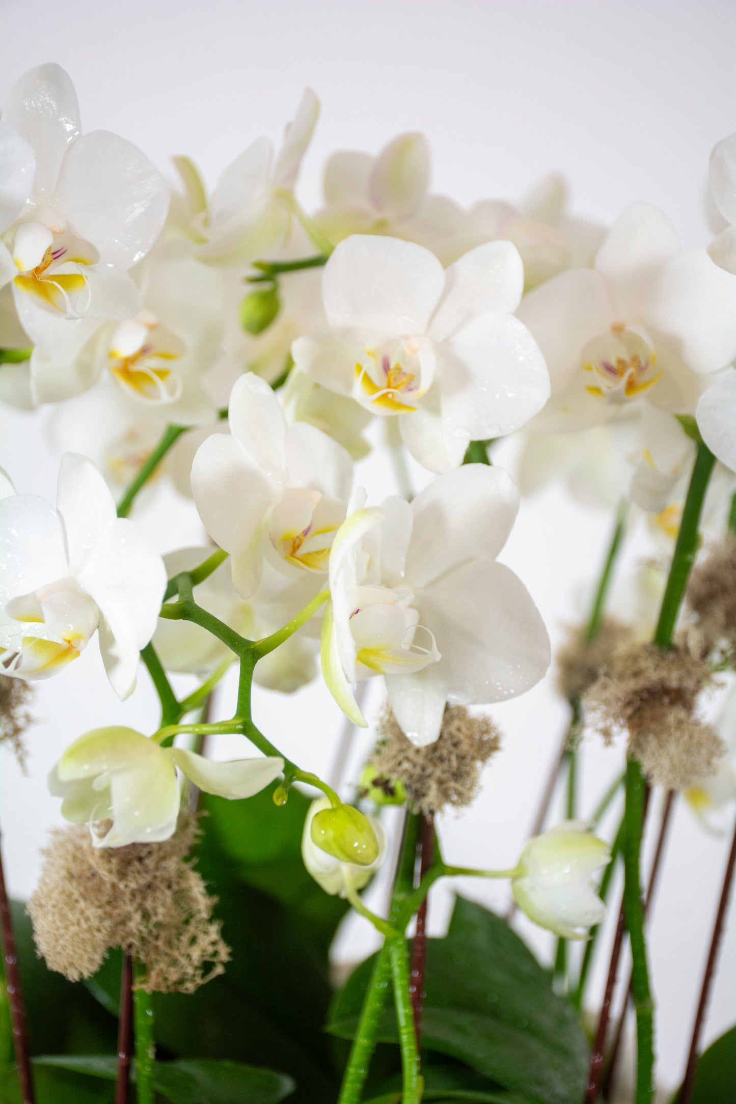 Harmony Orchids