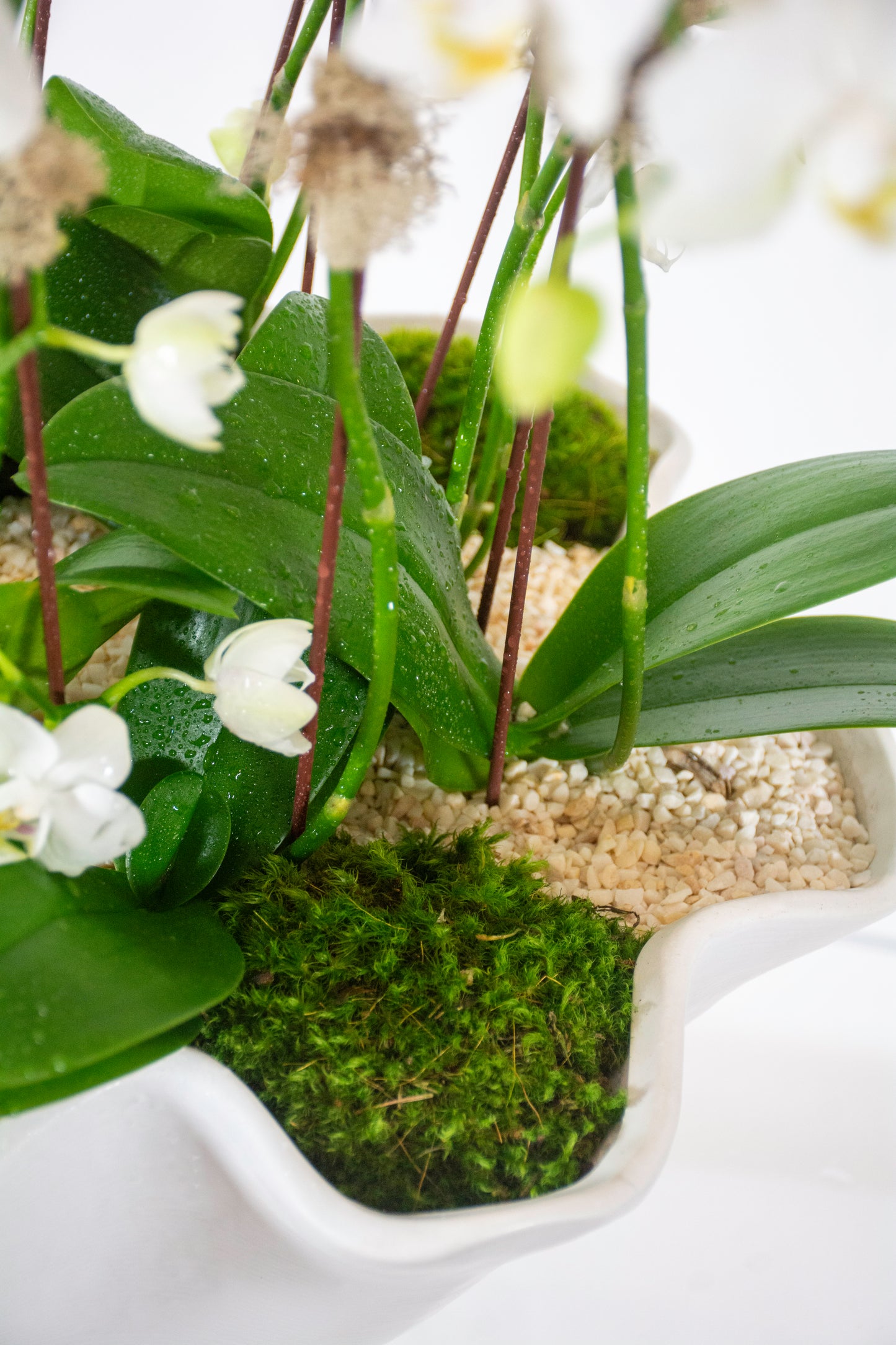 Harmony Orchids