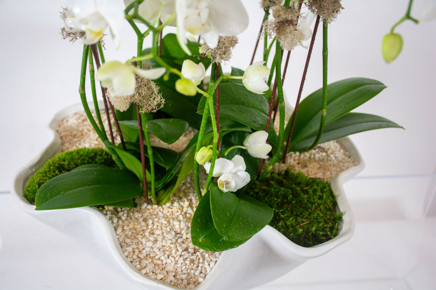 Harmony Orchids