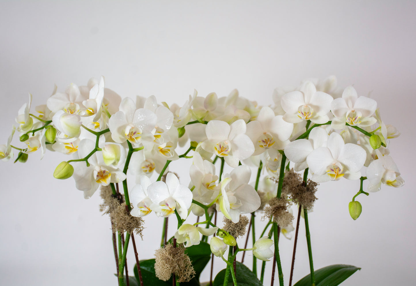 Harmony Orchids