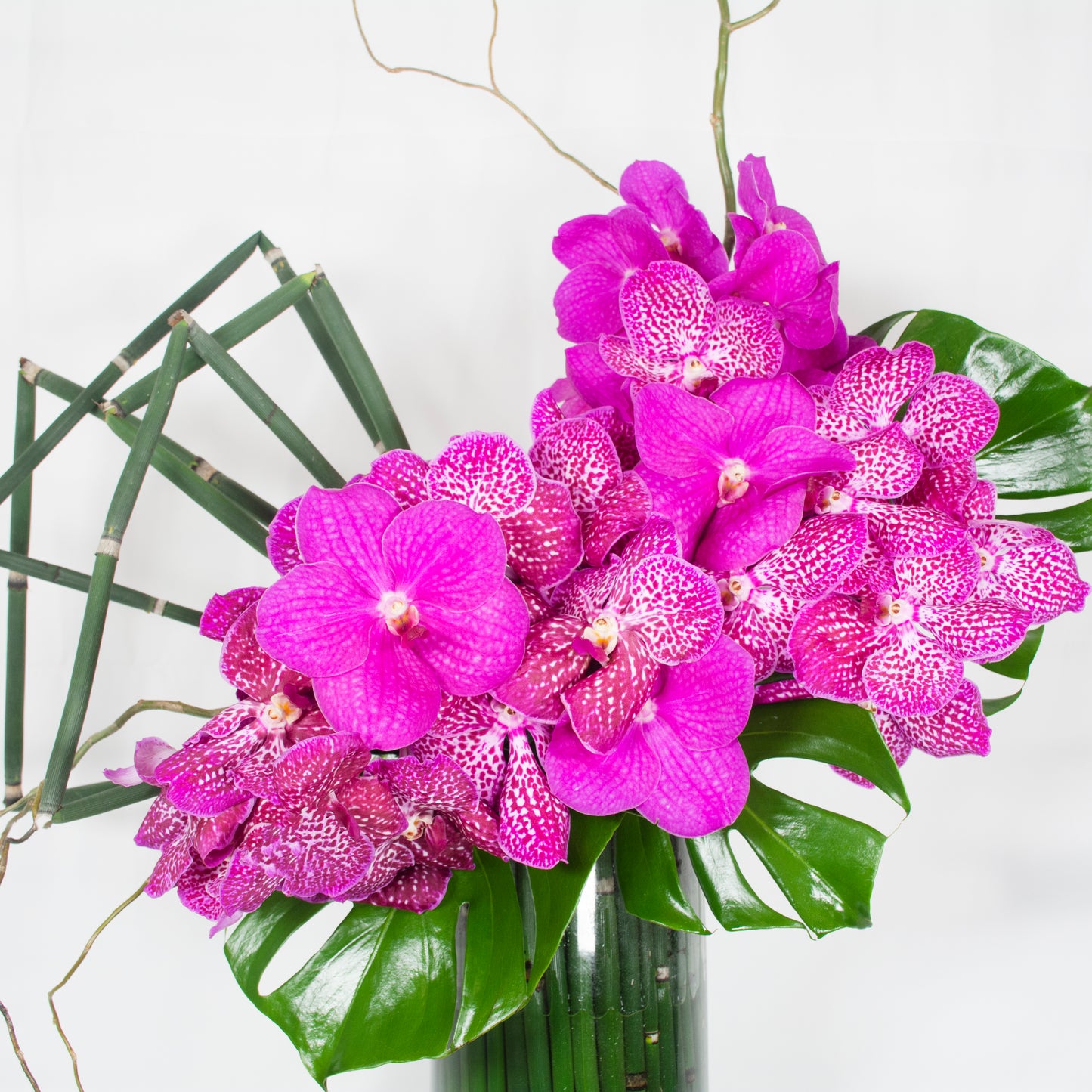 Magenta Magic