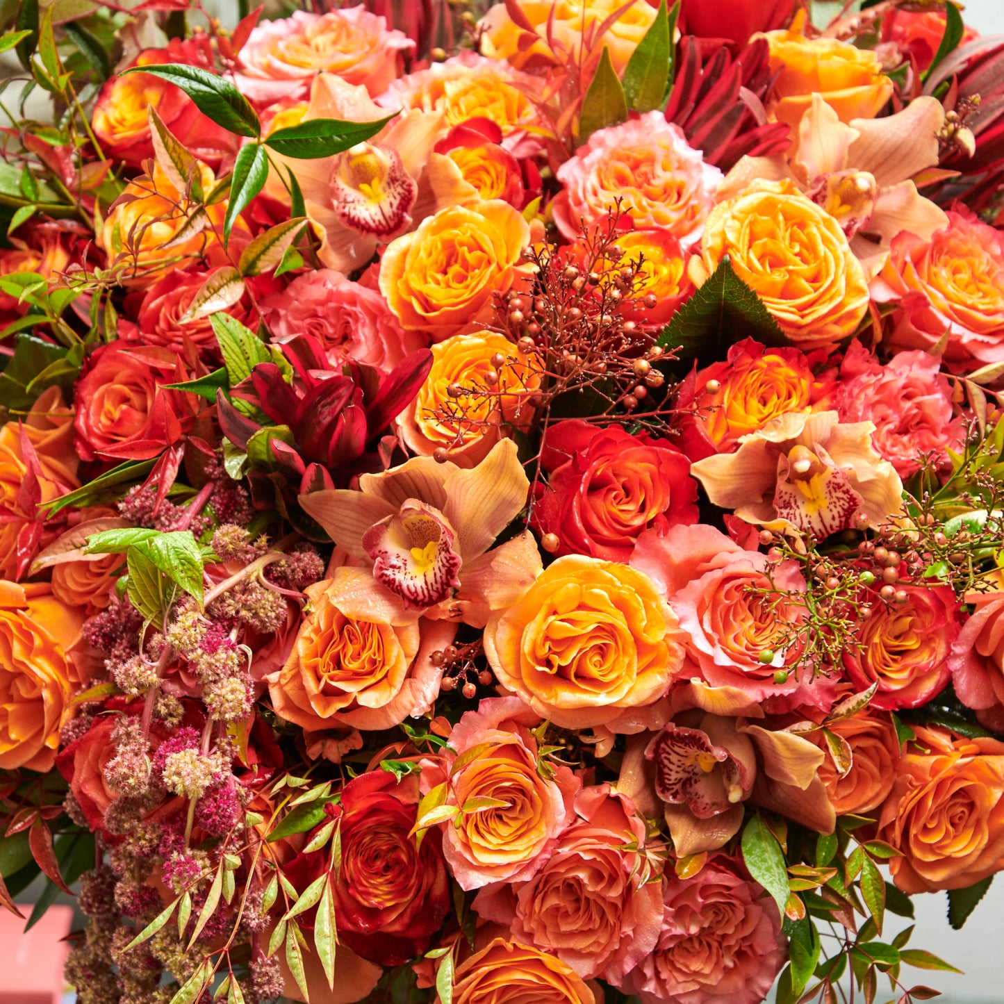 Autumn Rose Blaze