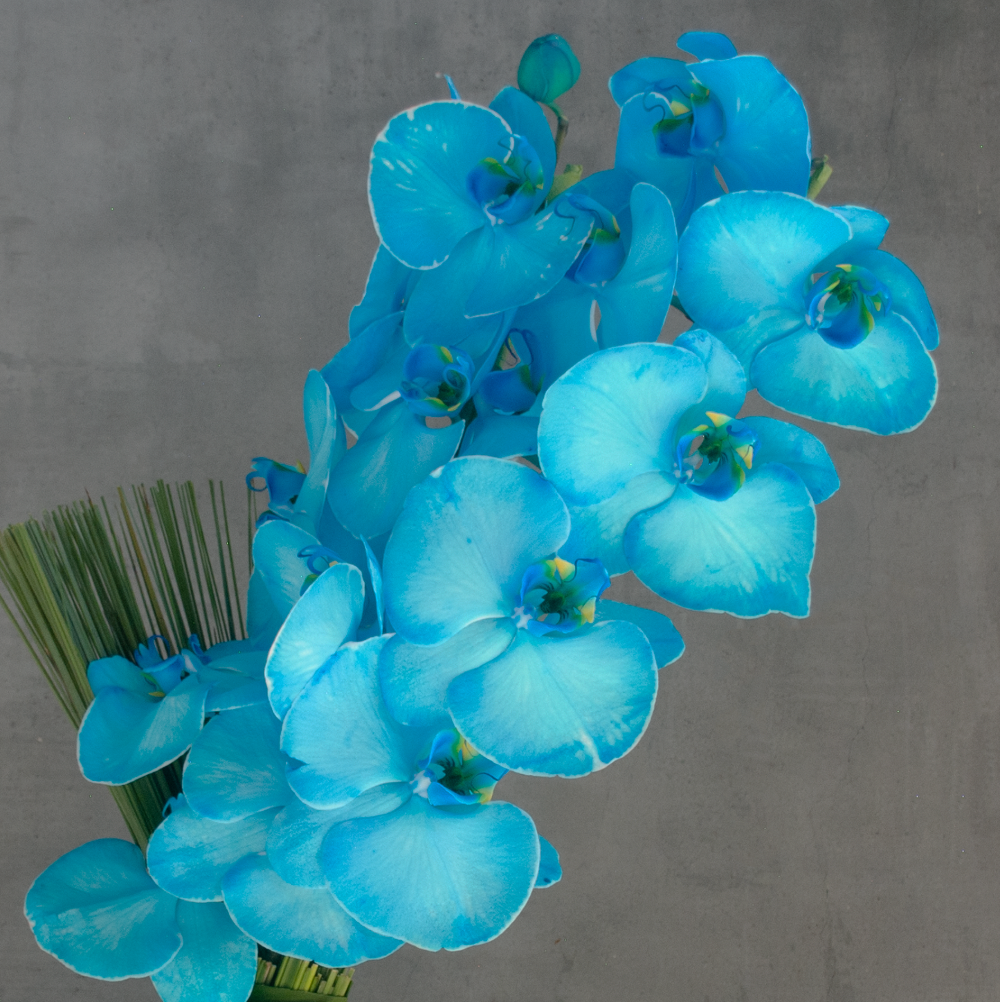 Mizu Blue