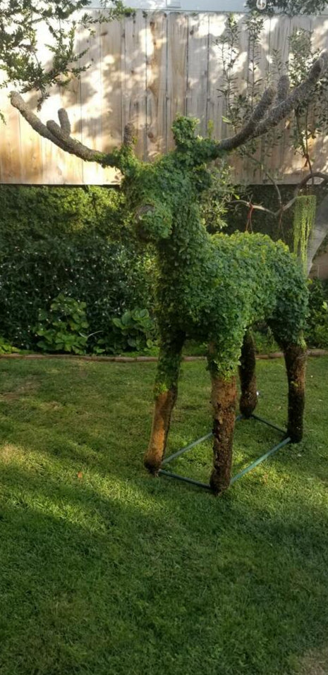 Deer - Reindeer Topiary
