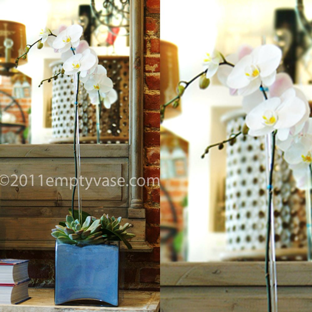 Orchid in Blue Sand
