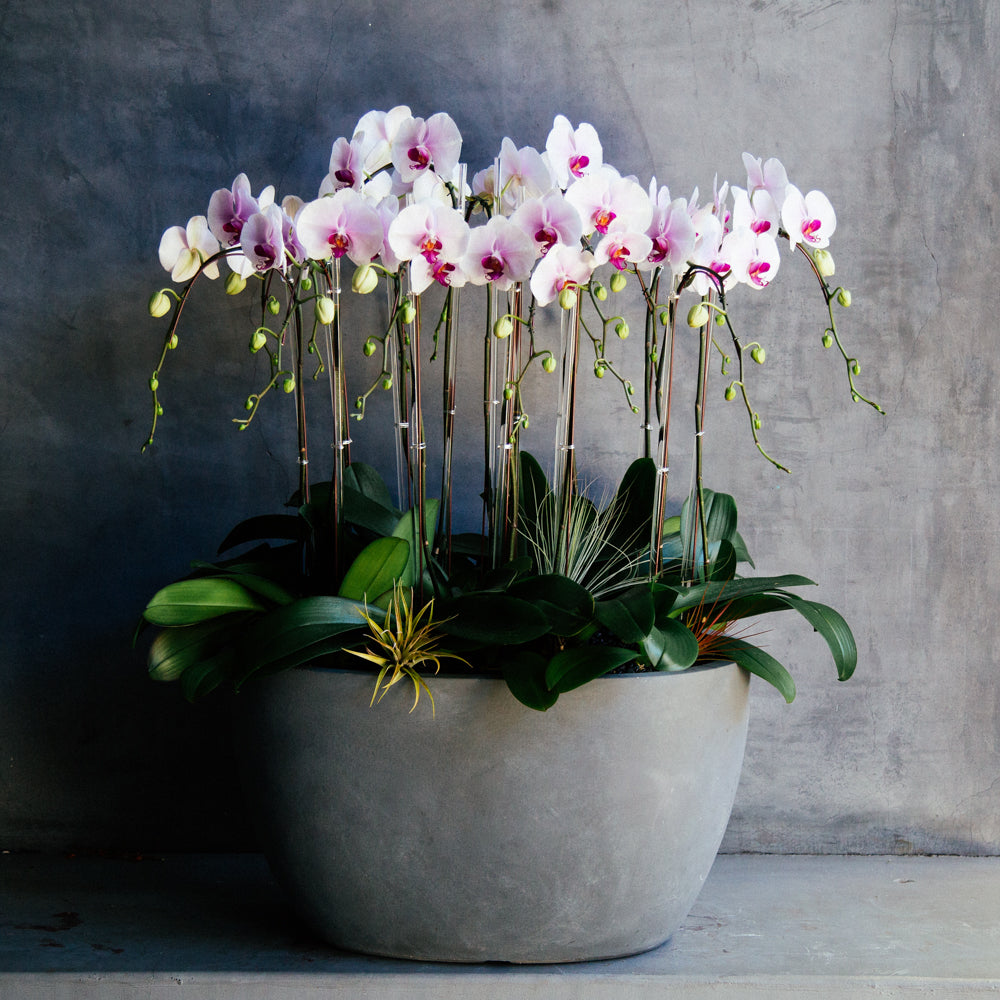 large orchid plant pot White and Purple Phalaenopsis Orchid