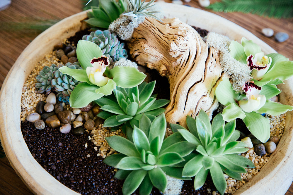 The Desert Haven