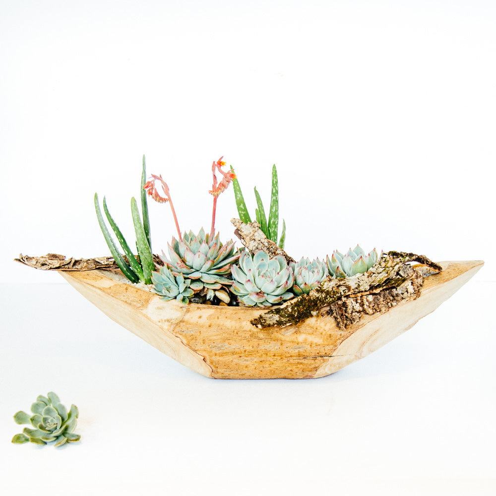 boat succulent Succulents Floral Arrangement - Empty Vase