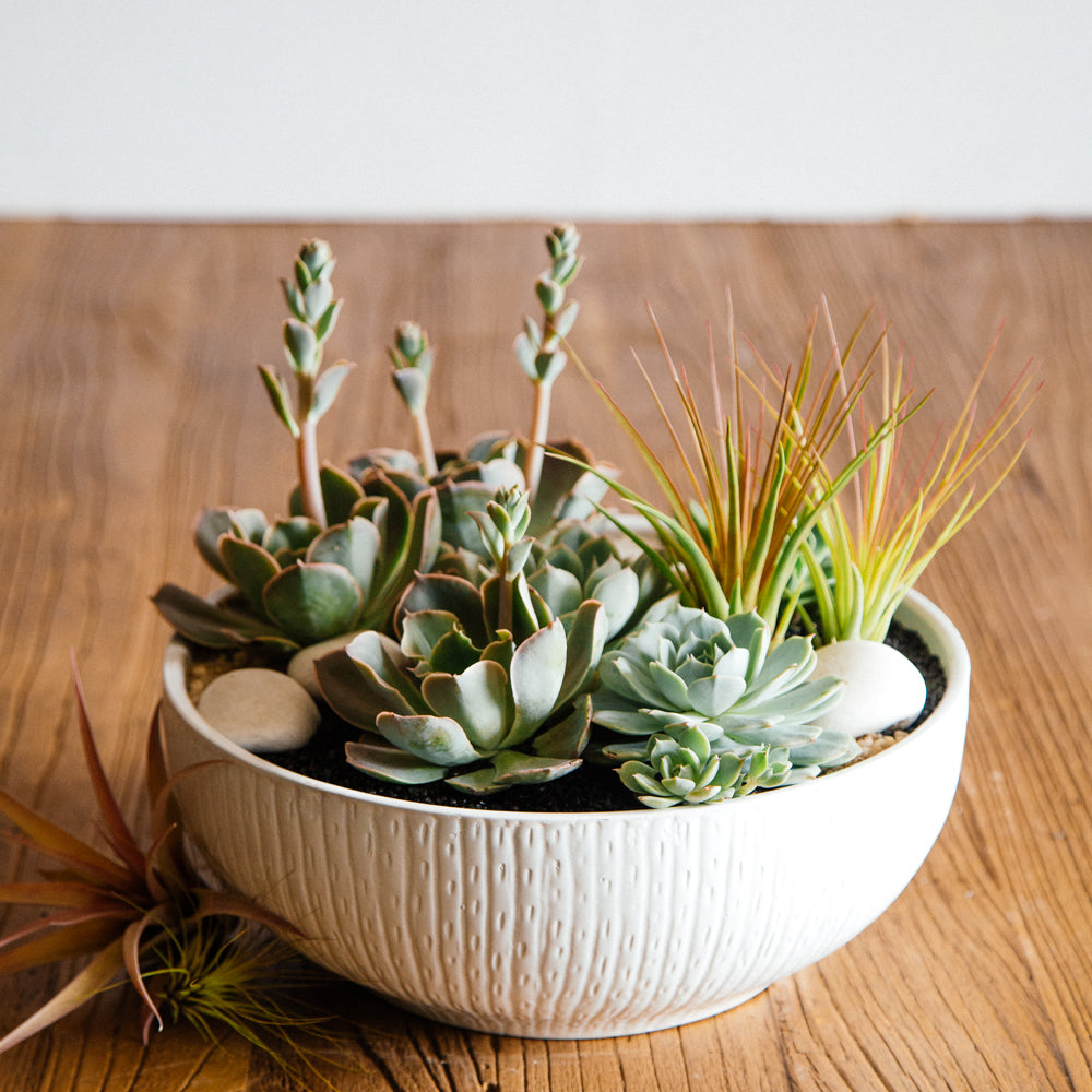 succulent in white vase Succulents Floral Arrangement - Empty Vase