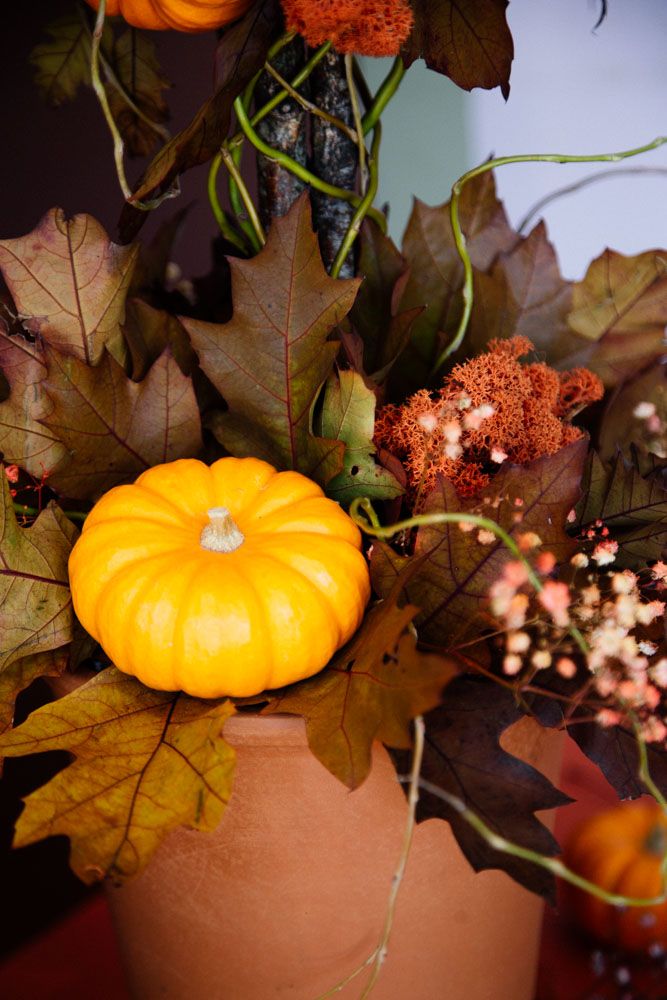 The Pumpkin Patch