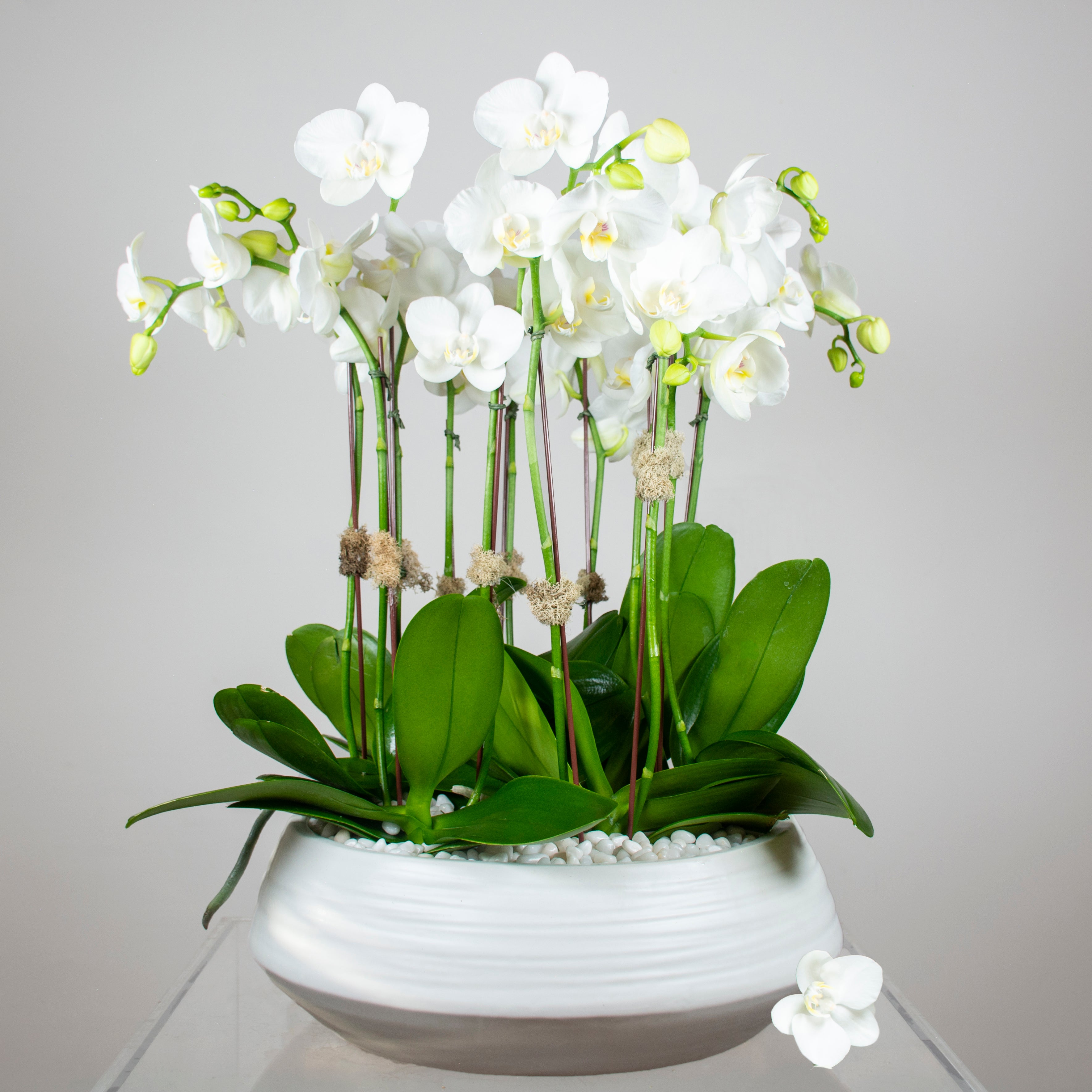 White Orchids Floral Arrangement - Empty Vase - Same Day Delivery