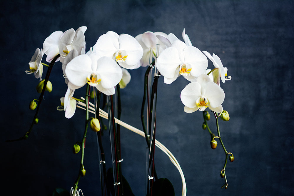 Satori Orchids