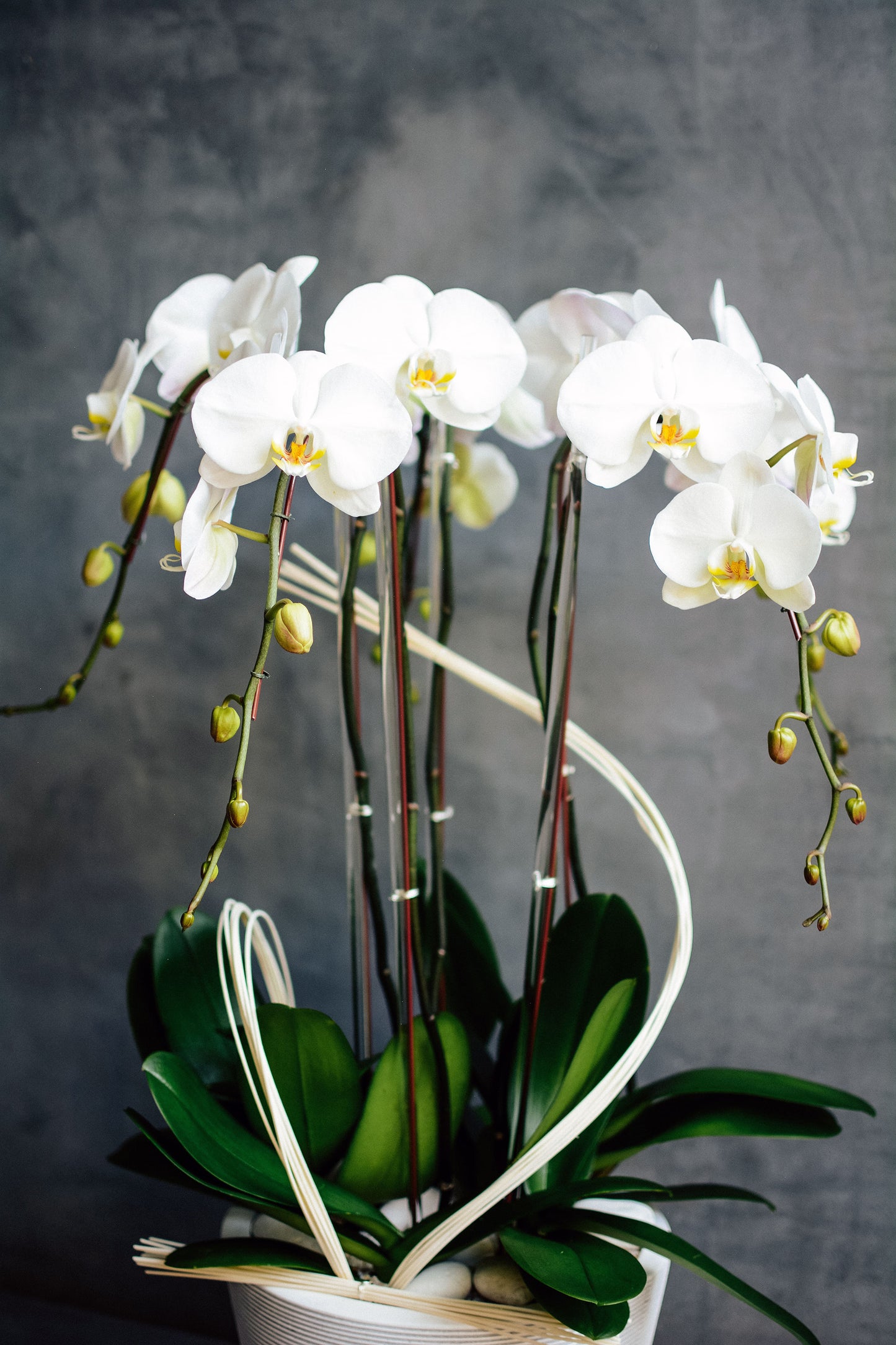 Satori Orchids