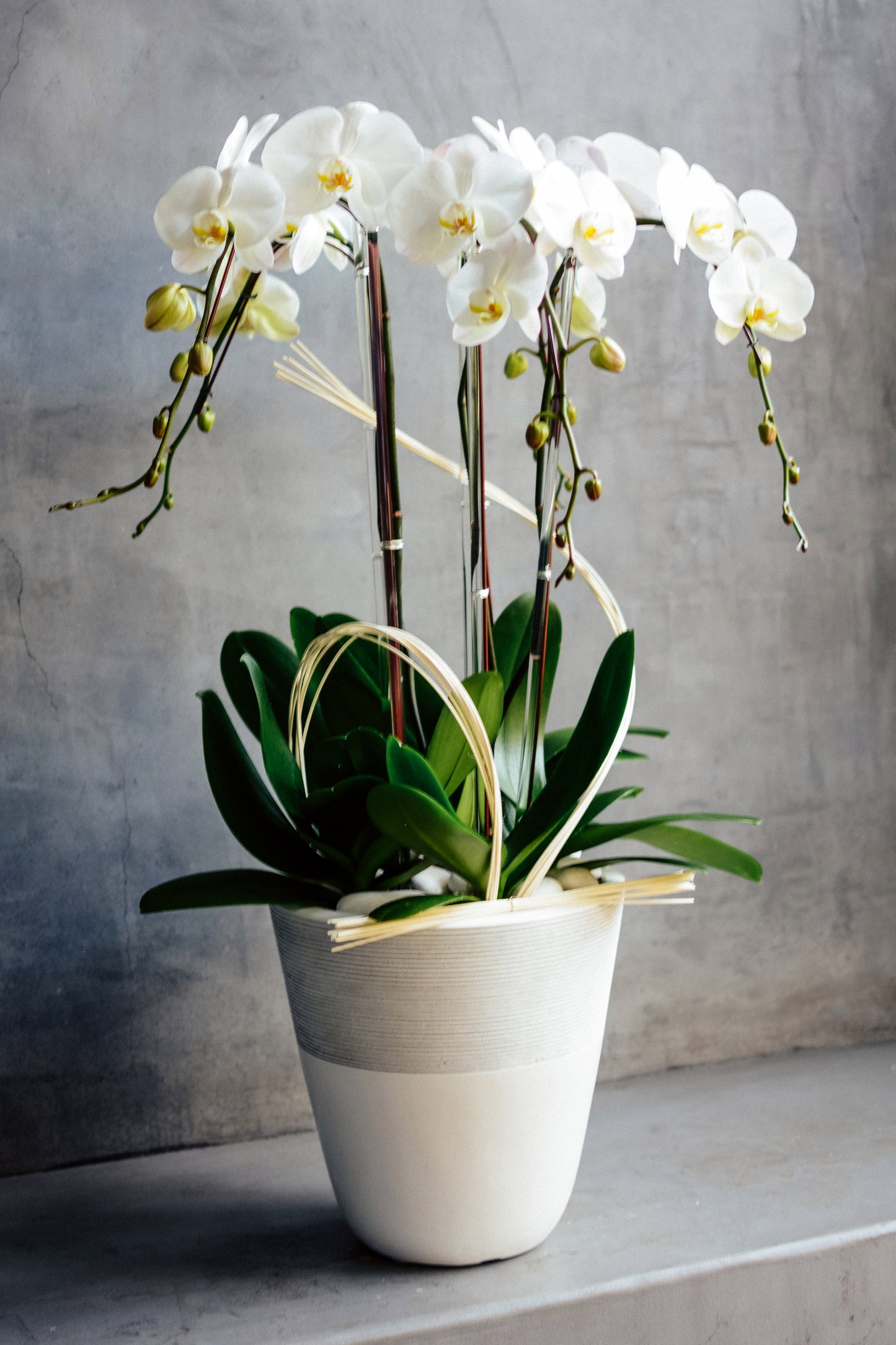 Satori Orchids