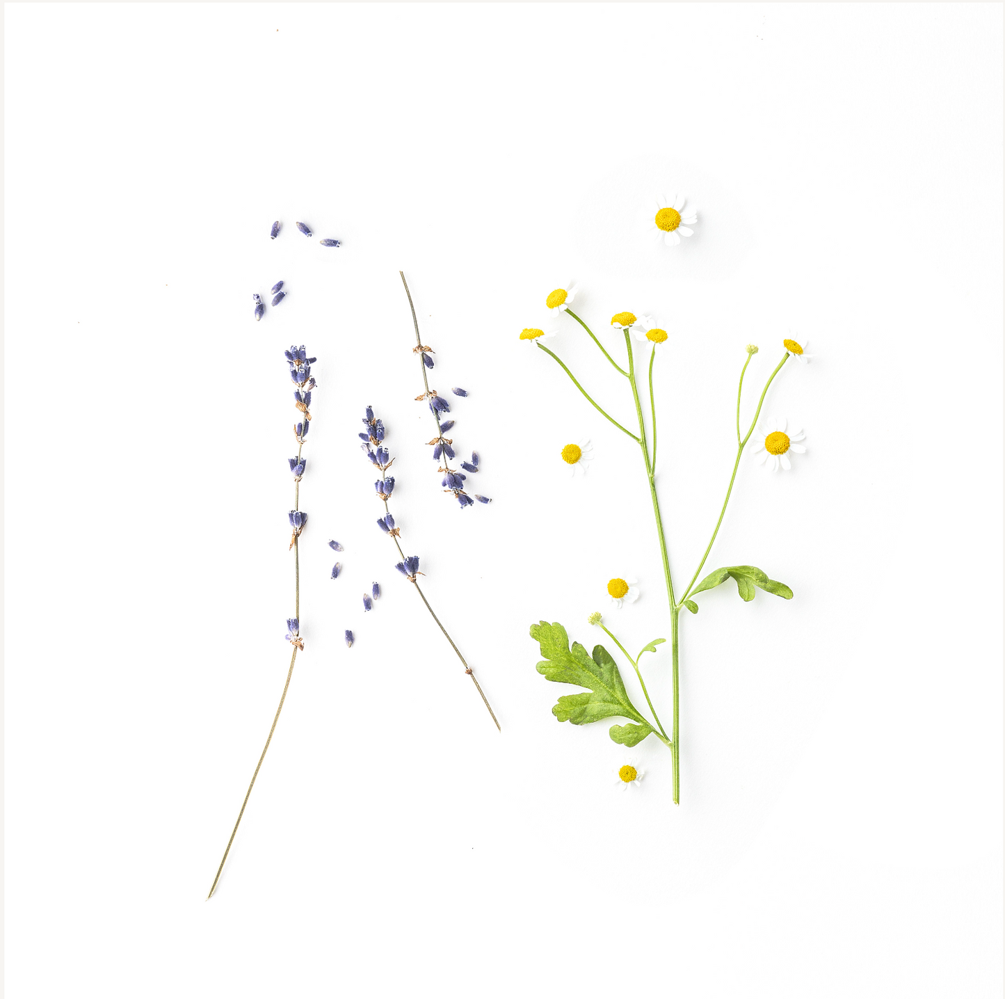 evolvetogether - Hydrating Body Cream - Provence 120ml