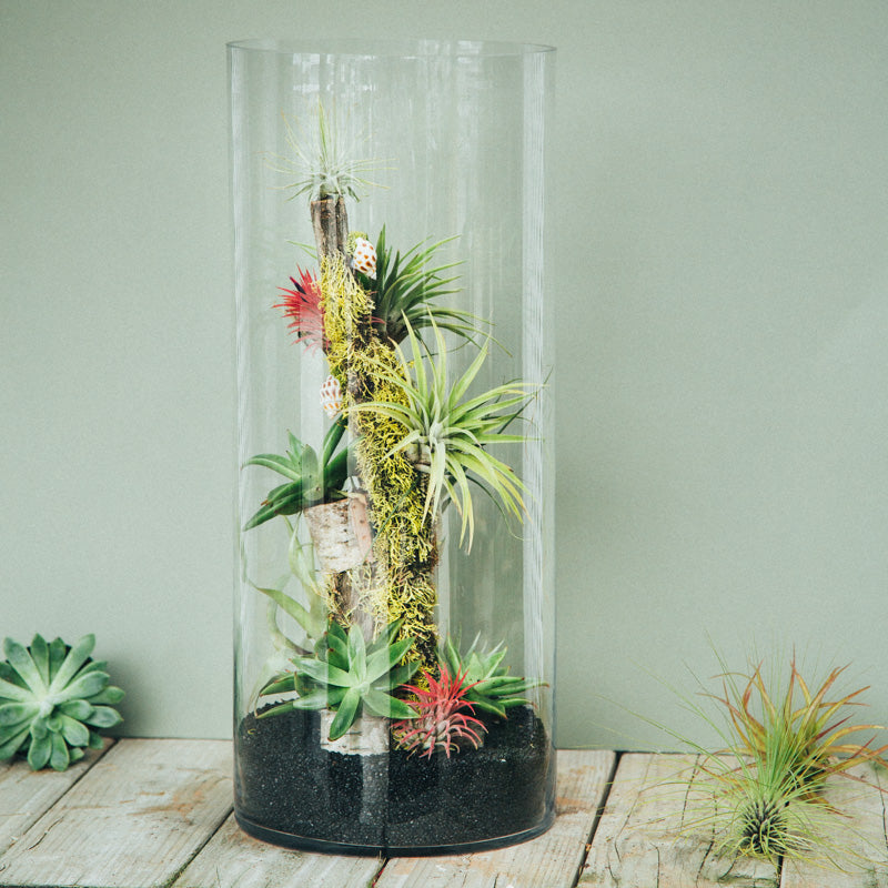 air plant terrarium amazon Succulents Floral Arrangement - Empty Vase