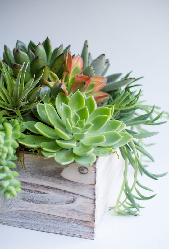 The Call of the Wild