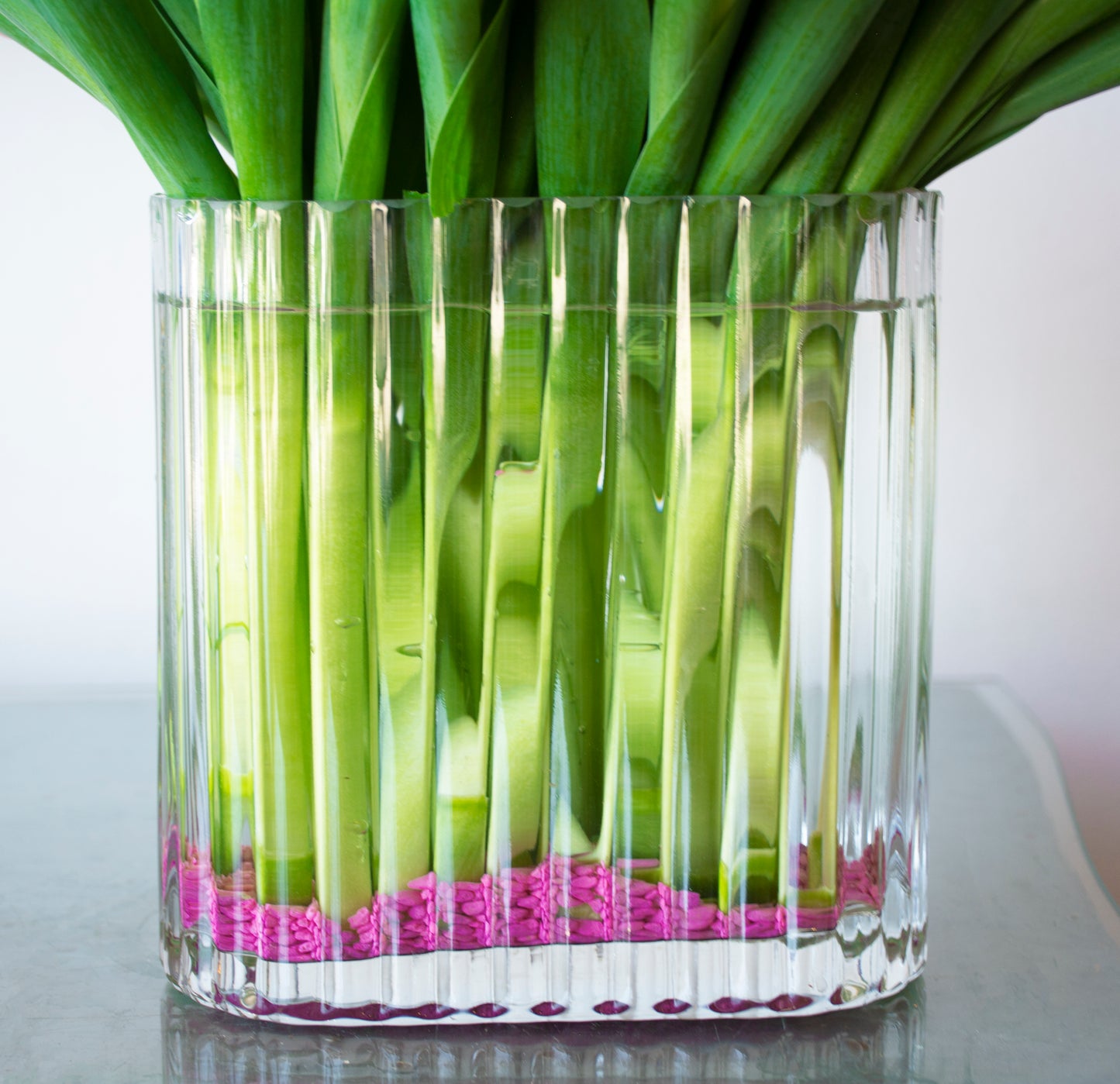 Tulip Aesthetic