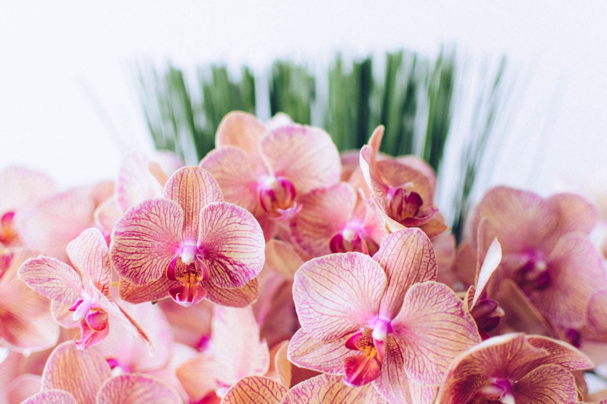 Sweet Raspberry Lemonade