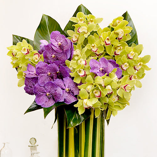 orchid mix for philodendron Cymbidium Orchids and Vanda Orchids