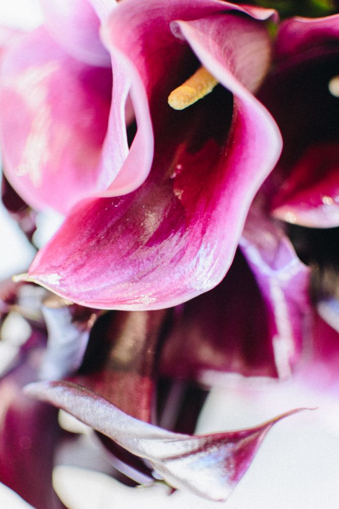 Call of the Calla Lilies