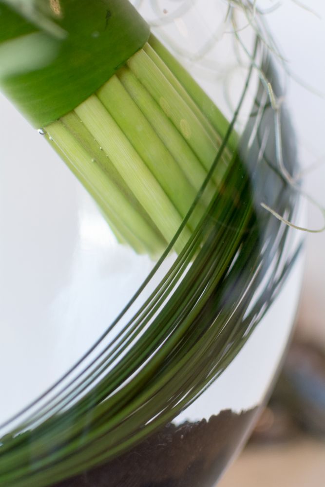 Call of the Calla Lilies