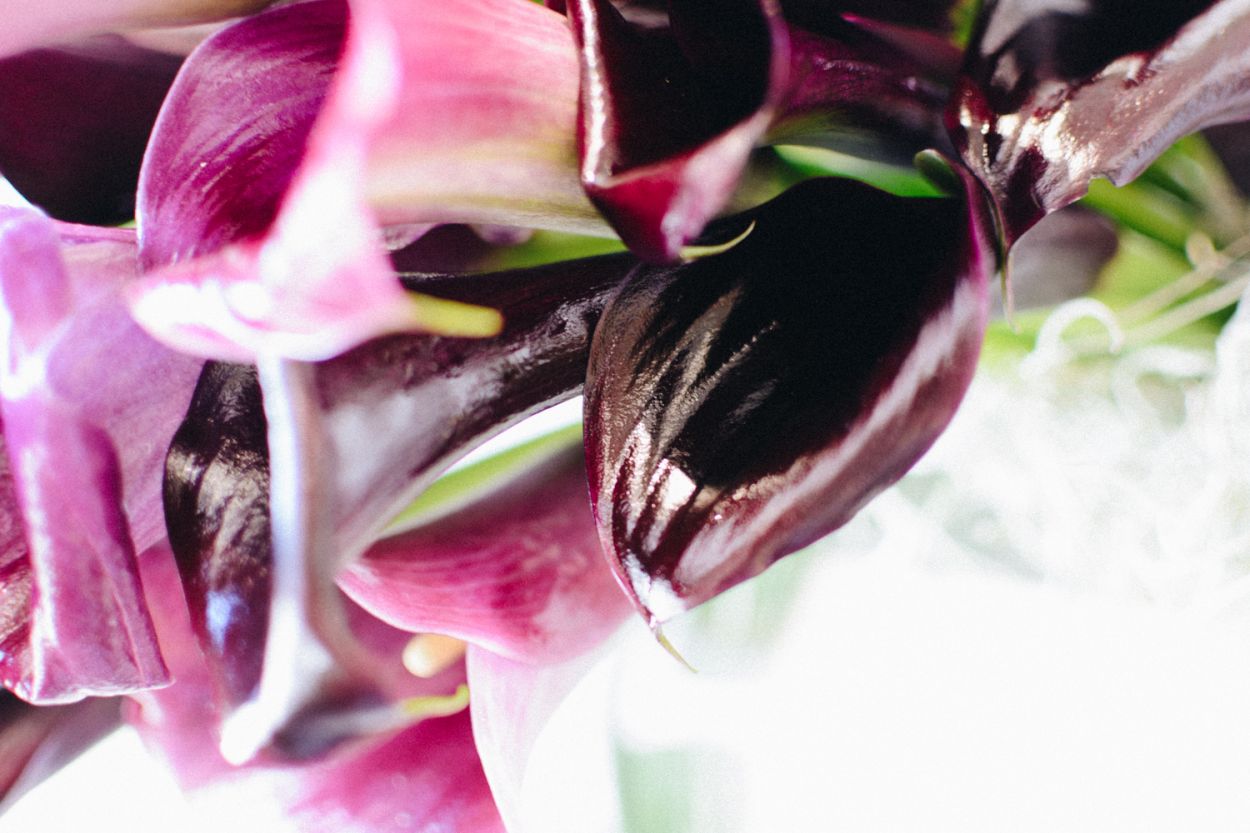 Call of the Calla Lilies