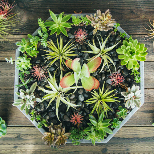 sacred succulent Succulents Floral Arrangement - Empty Vase