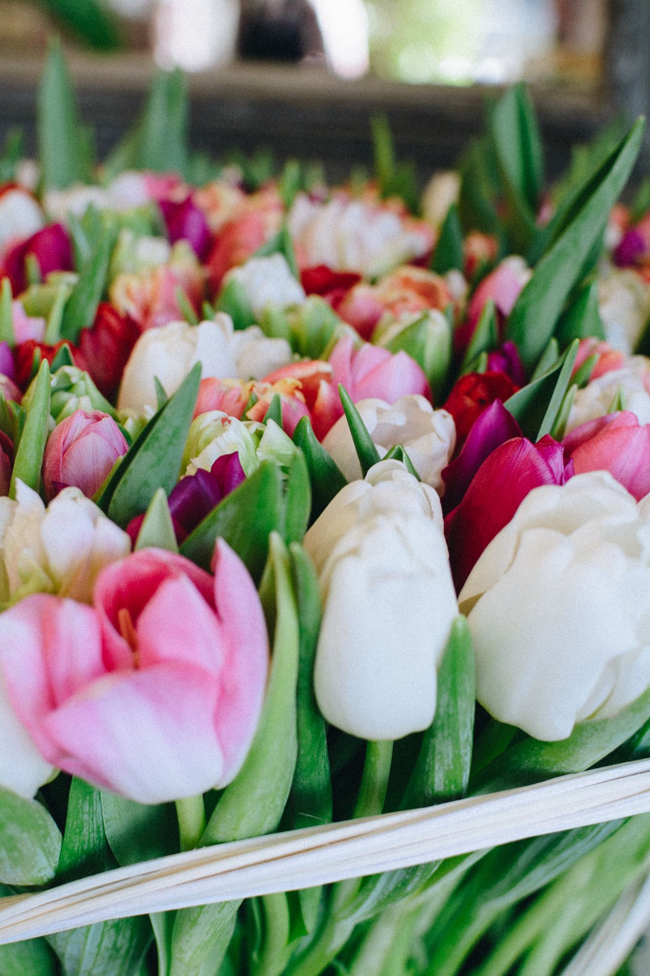 Sign of Spring
