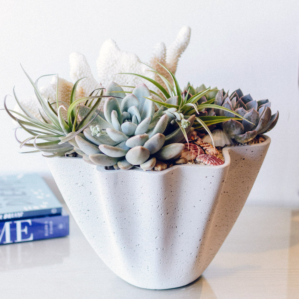 underwater succulents Succulents and Wispy Tillandsias