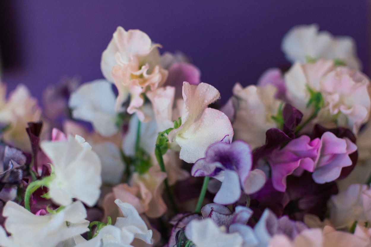 Perfectly Ruffled Sweet Peas