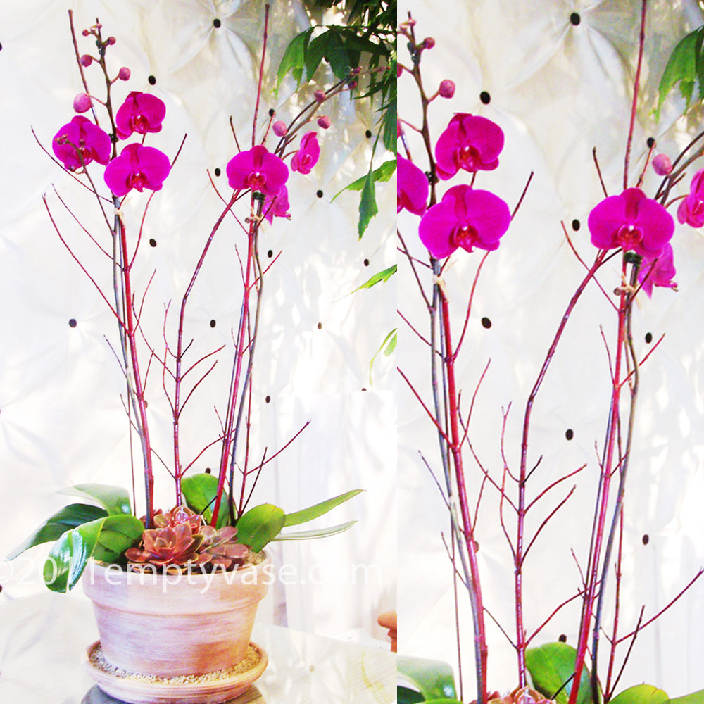 Orchids in Terra Cotta Pot