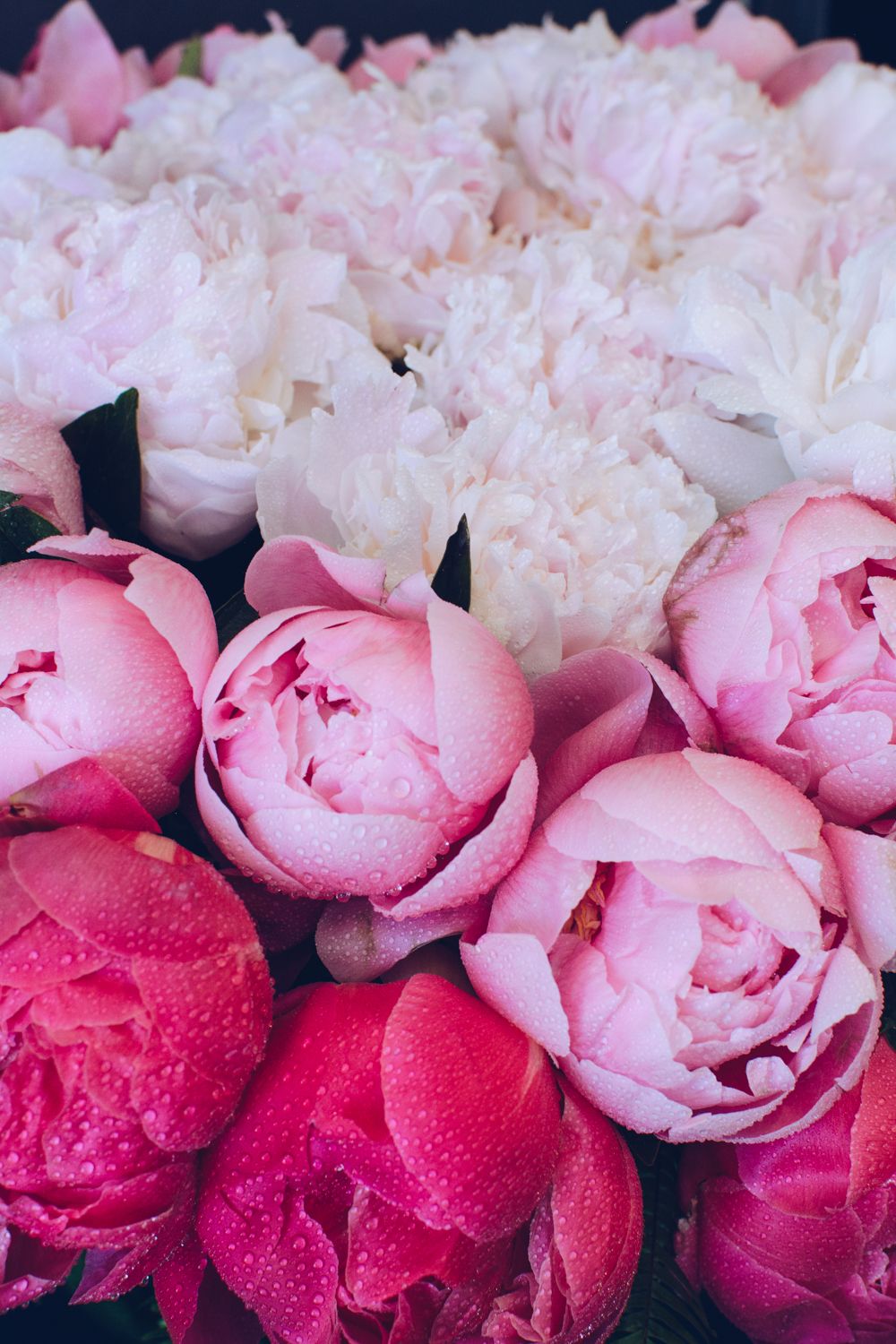 The Peony Trinity