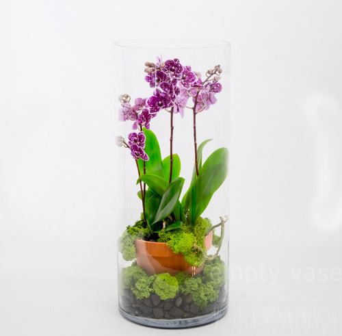 Purple Phalaenopsis Orchids - Empty Vase Floral Arrangement