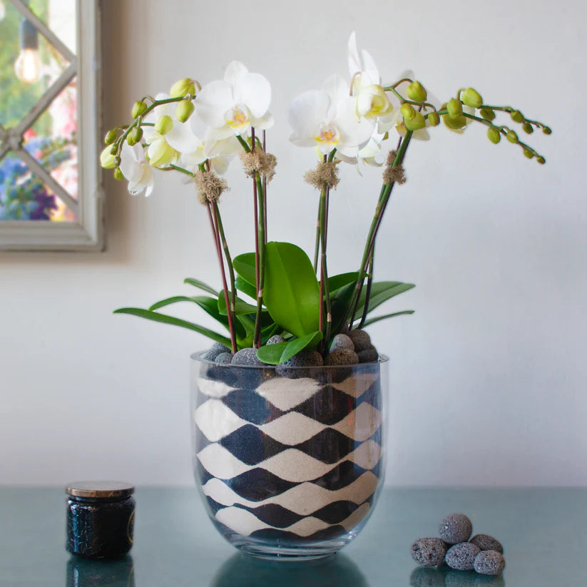 Potted Orchid Arrangements