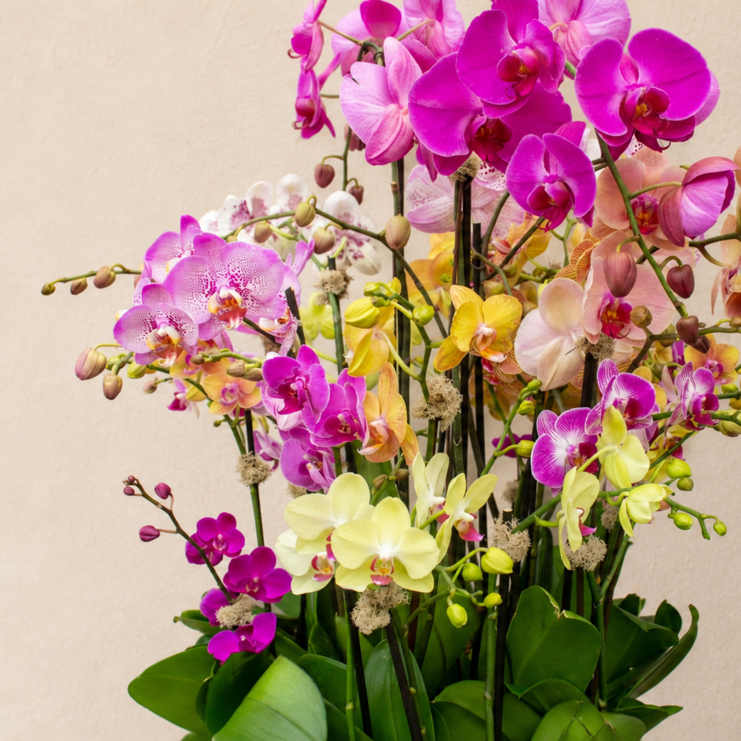 Orchid Paradiso