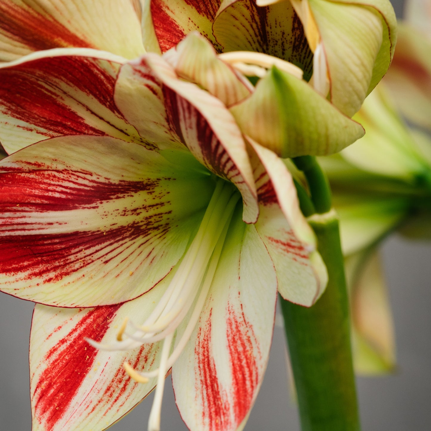 Bespoke Piece- Winter Amaryllis