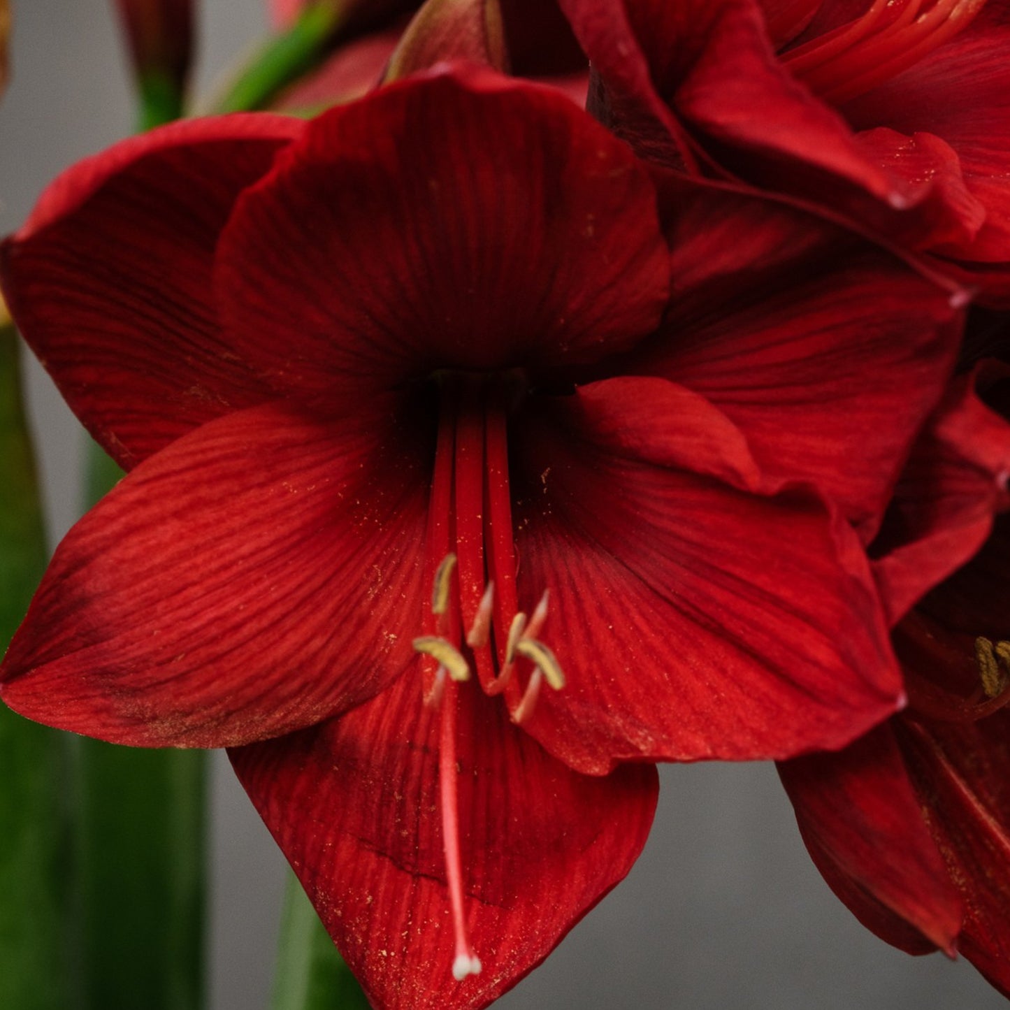 Bespoke Piece- Holiday Amaryllis
