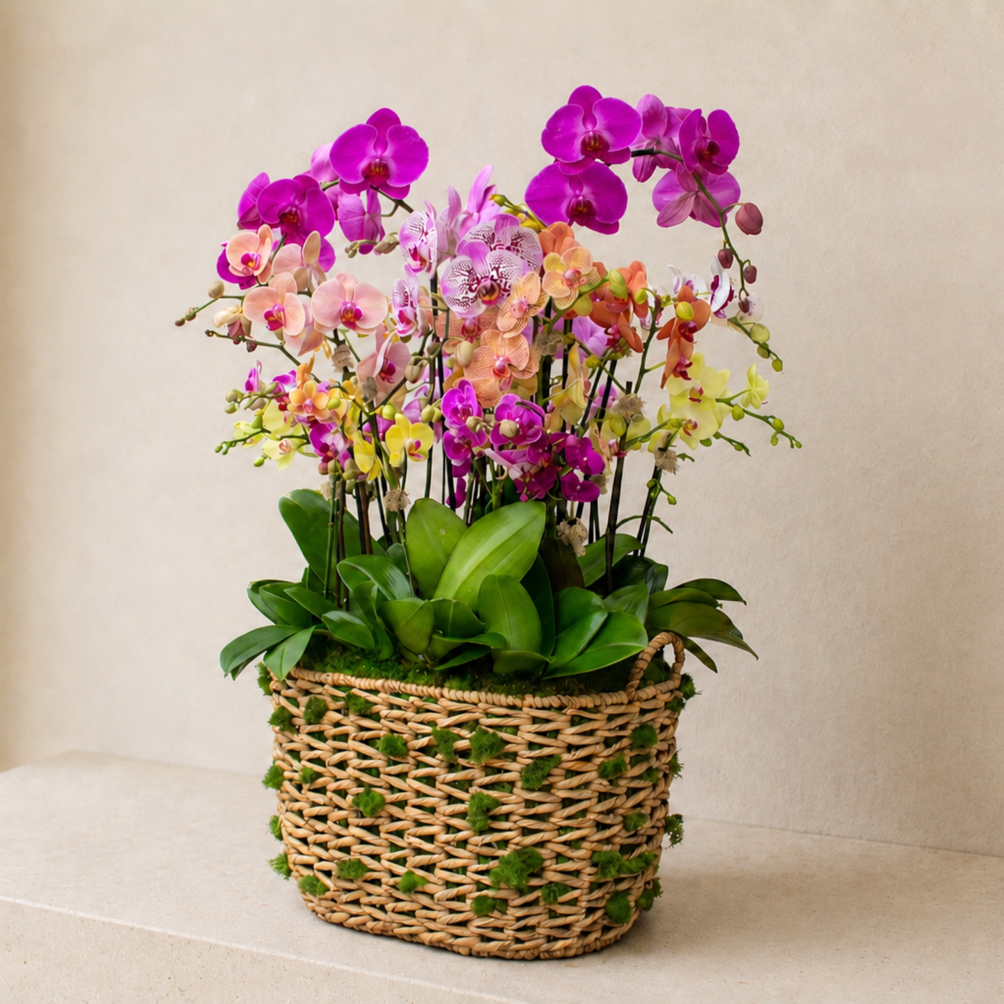 Orchid Paradiso