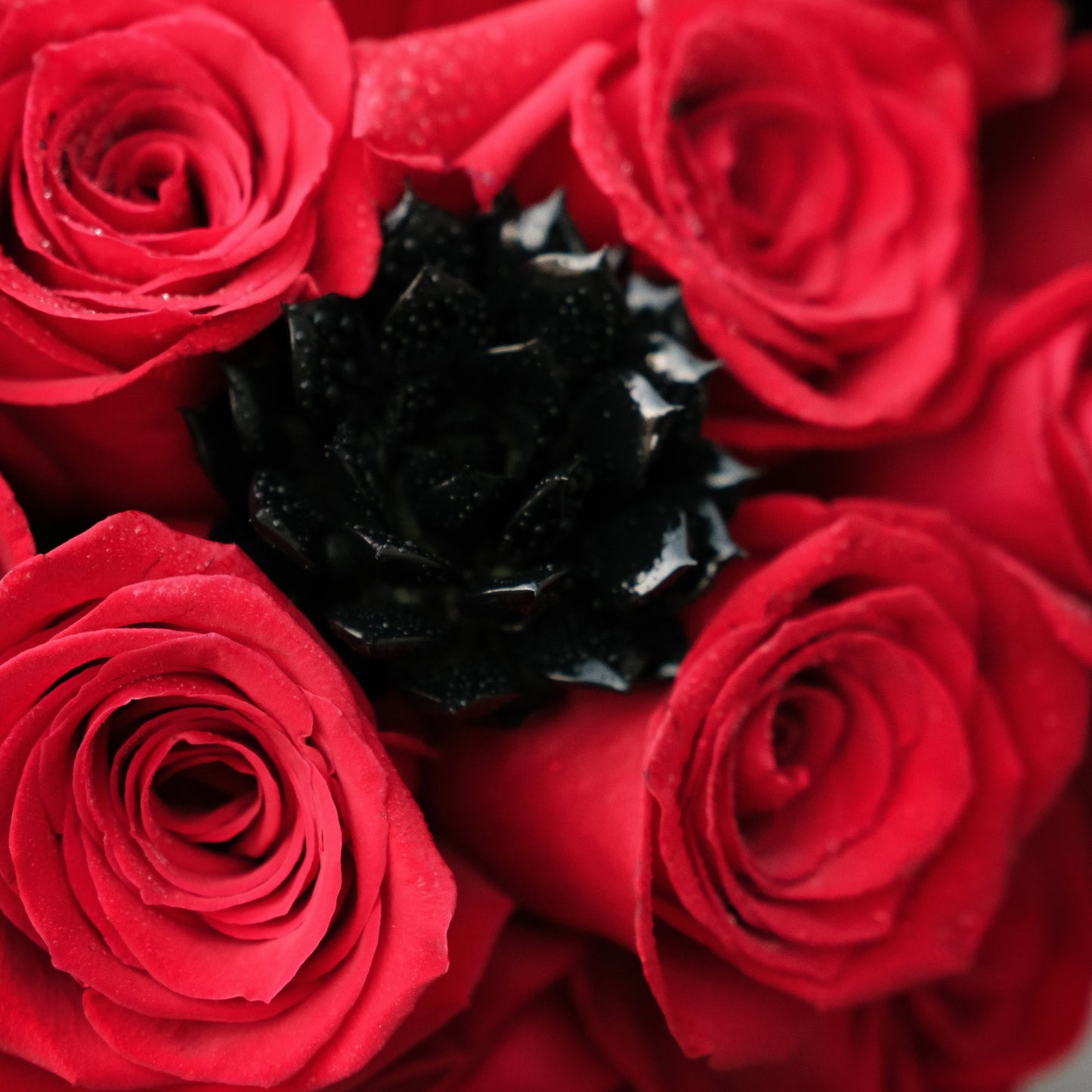 Midnight Masquerade- Petite