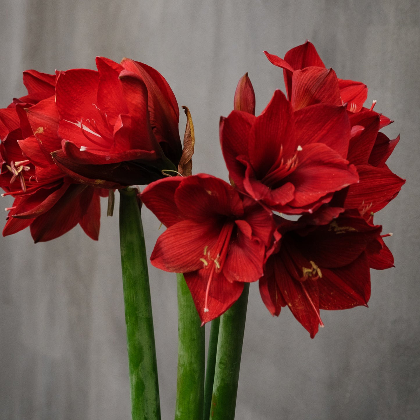 Bespoke Piece- Holiday Amaryllis