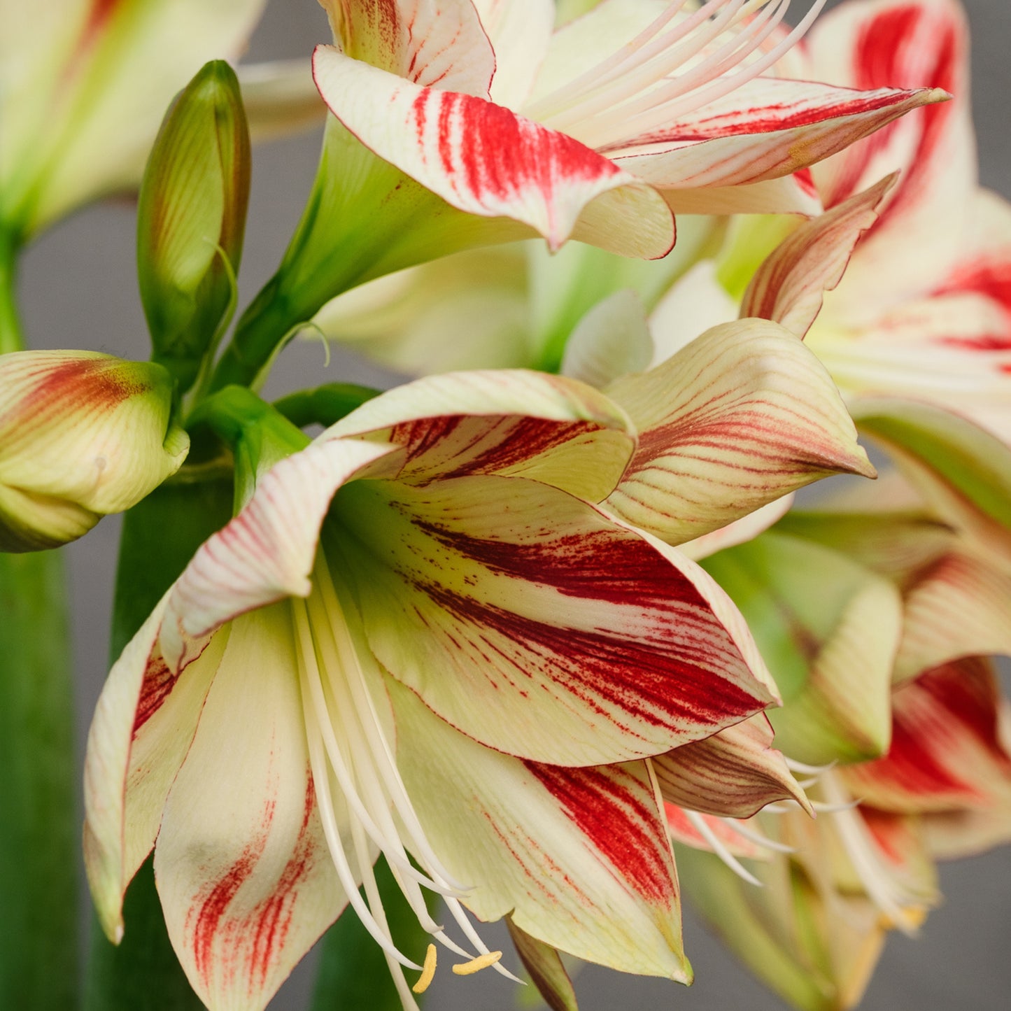 Bespoke Piece- Winter Amaryllis