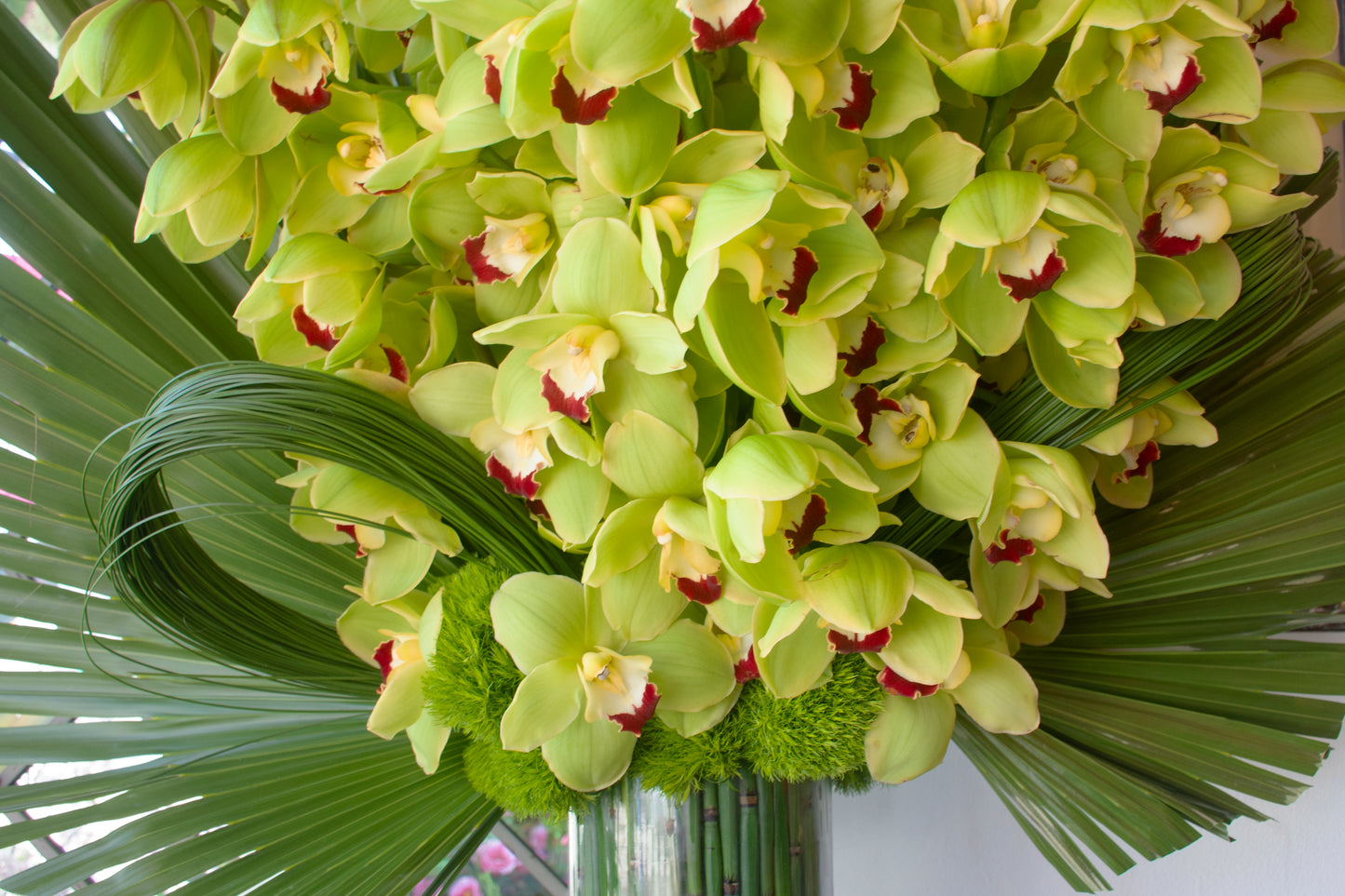 Verdant Majesty Orchids