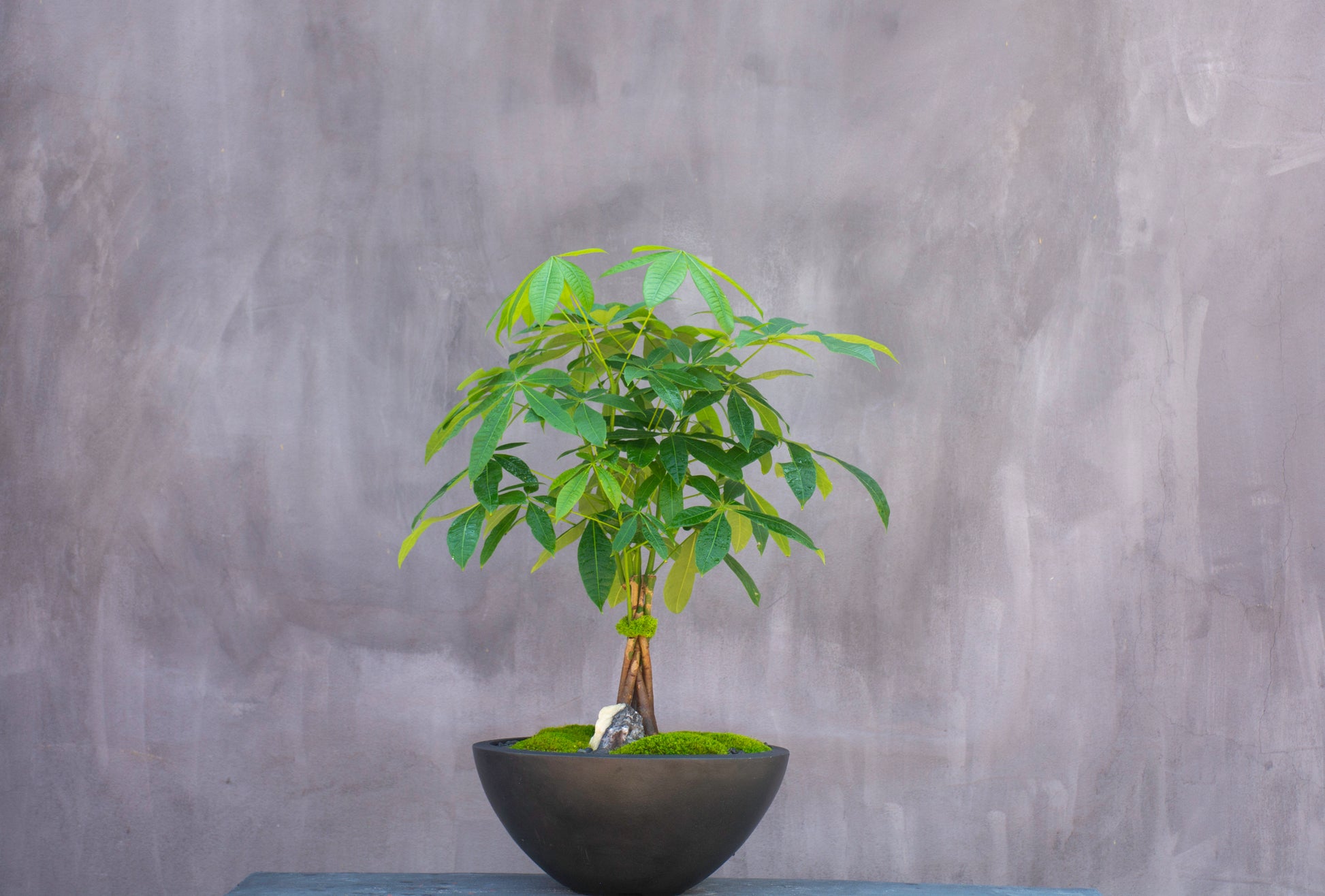 money tree fortune plant Tree of Fortune – Empty Vase
