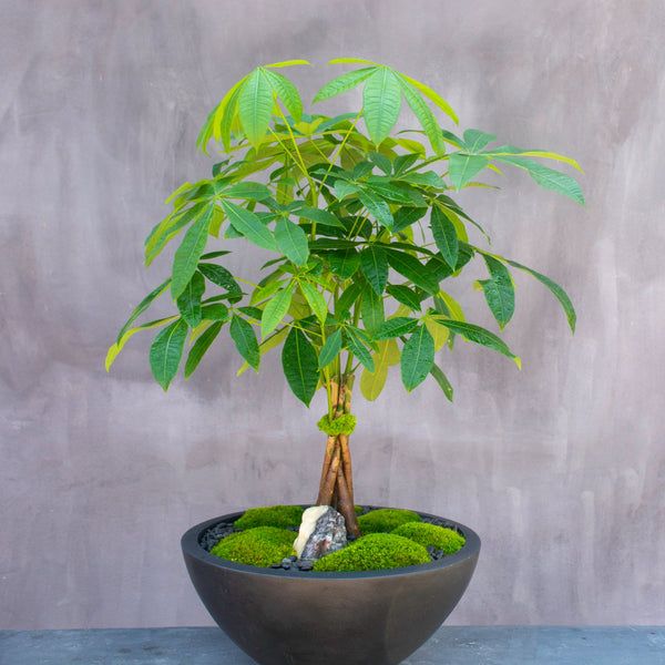empty money tree Tree of Fortune – Empty Vase